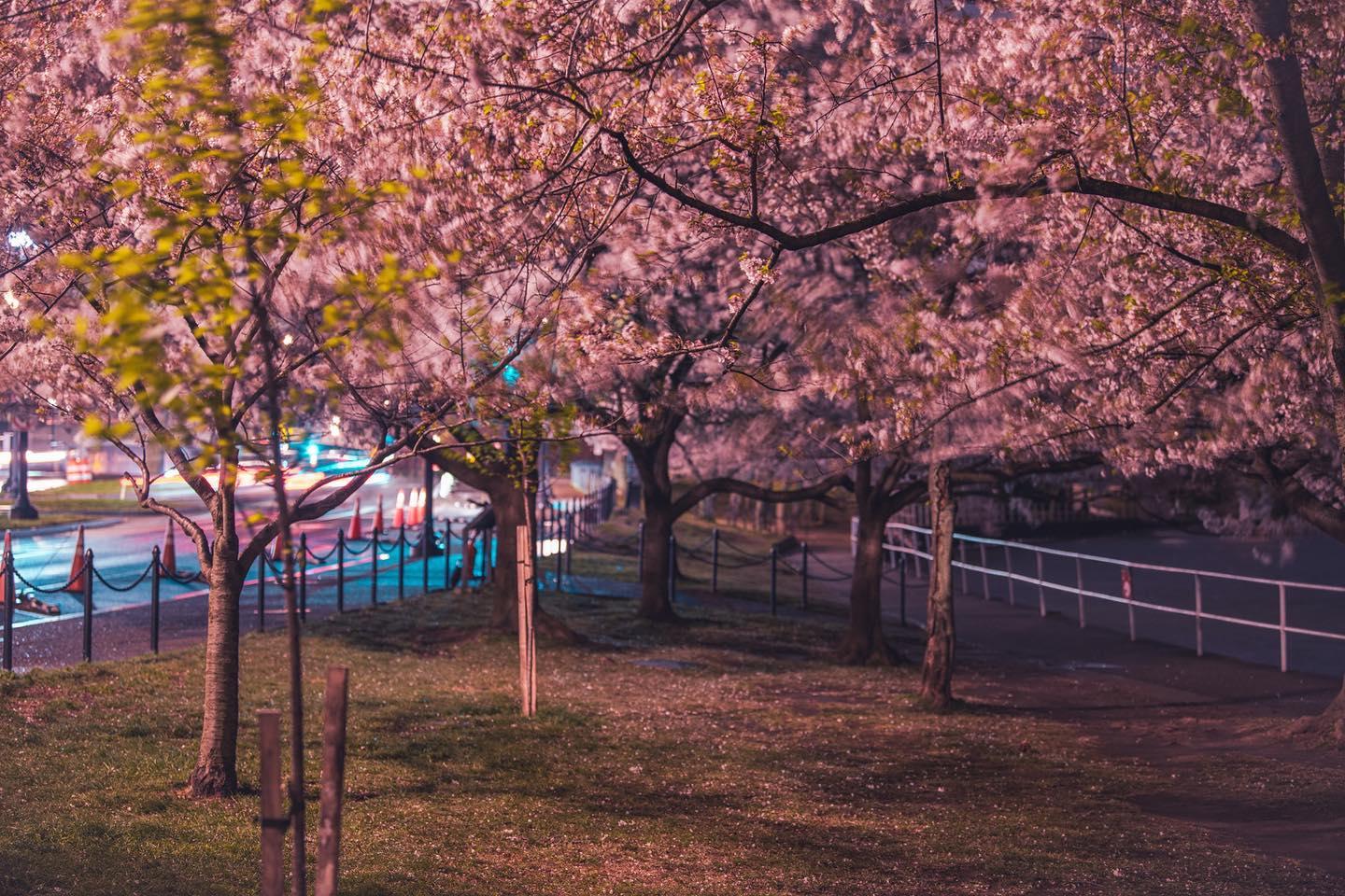 Experiencing The Cherry Blossoms in Washington DC