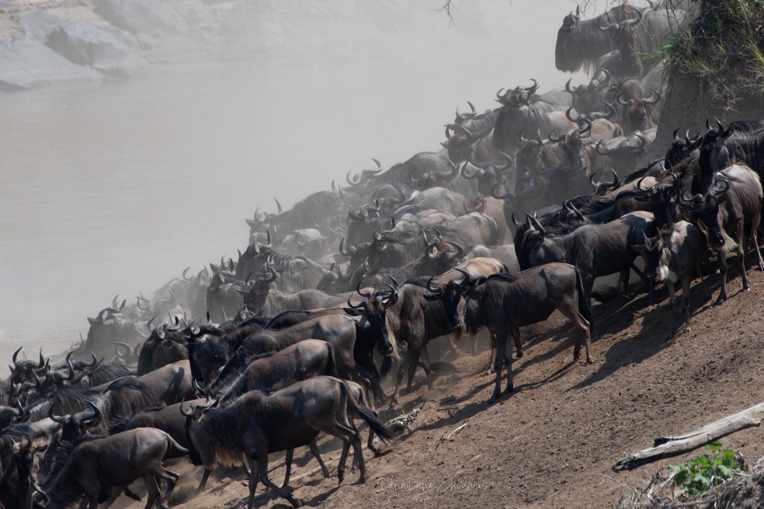 The Great Wildebeest Migration